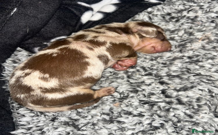 Miniature Dachshund dogs - Advert 1