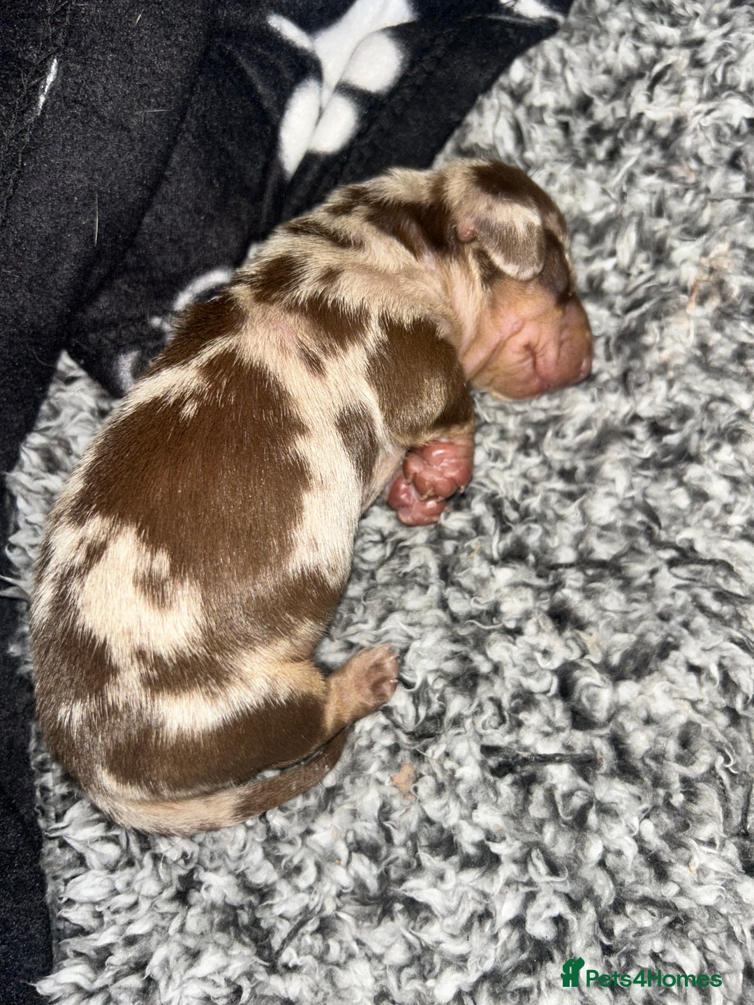 Miniature Dachshund dogs for sale: Beautiful miniature dachshund (male) - Image 1