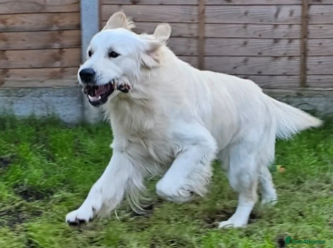 Golden Retriever dogs for stud:   ICT CLEAR Proven Golden Retriever for stud in Manchester - Advert 26