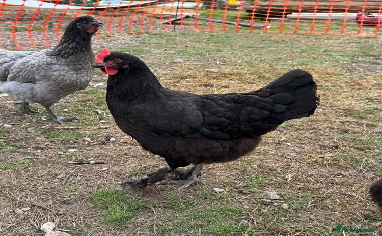 Chickens poultry - Advert 3
