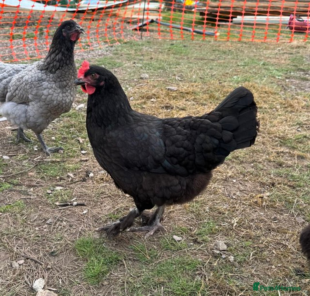 Chickens poultry for sale: Point of Lay Chickens- Colourful eggs - Image 1