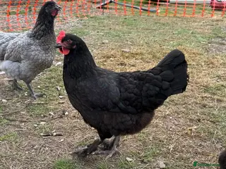 Chickens poultry Point of Lay Chickens- Colourful eggs - Advert 1