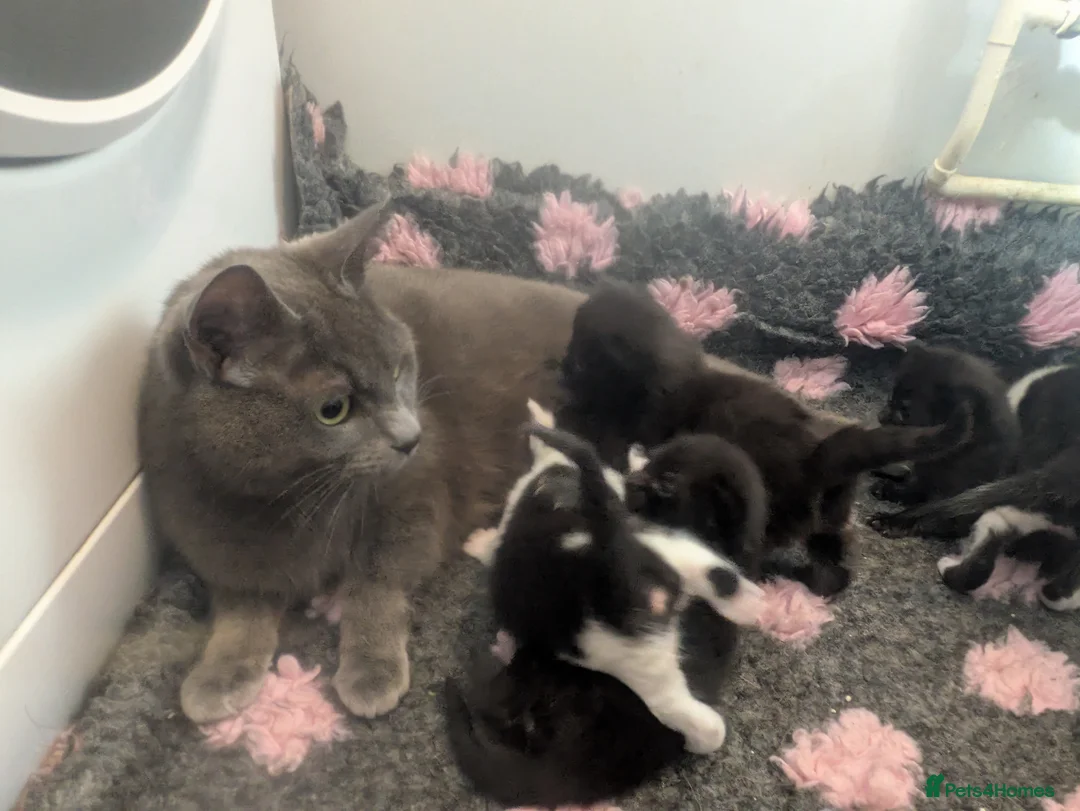 Russian Blue cats for sale: Beautiful Russian Blue cross Kittens - Advert 1