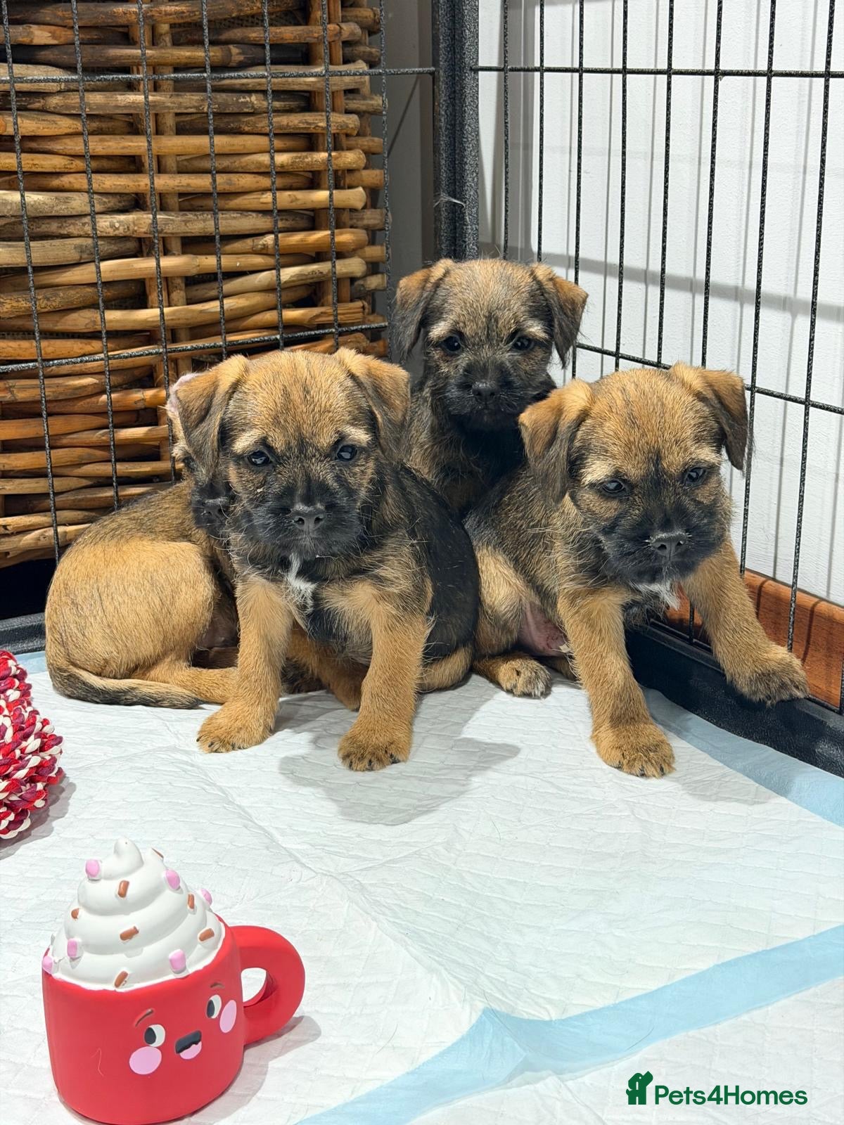 Border Terrier dogs for sale: 4 lovely Border terrier puppy’s  - Advert 3