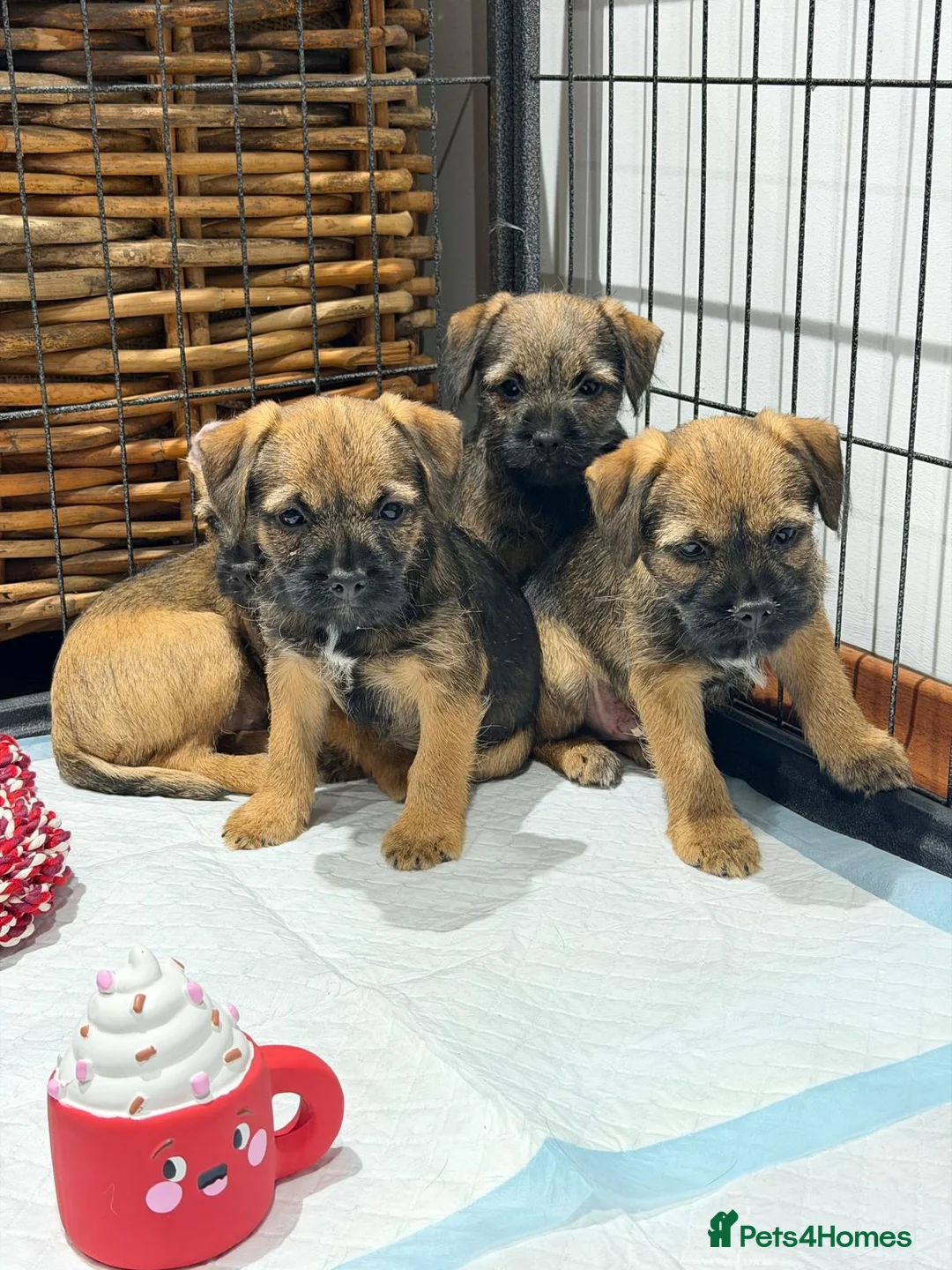 Border Terrier dogs for sale: 4 lovely Border terrier Puppie’s - Advert 1