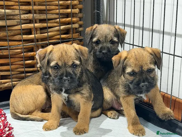 Border Terrier dogs for sale: 4 lovely Border terrier Puppie’s - Advert 1
