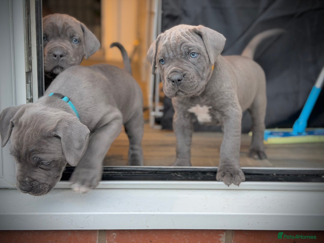 Cane Corso dogs for sale: ICCF Registered Cane Corsos  - Advert 38
