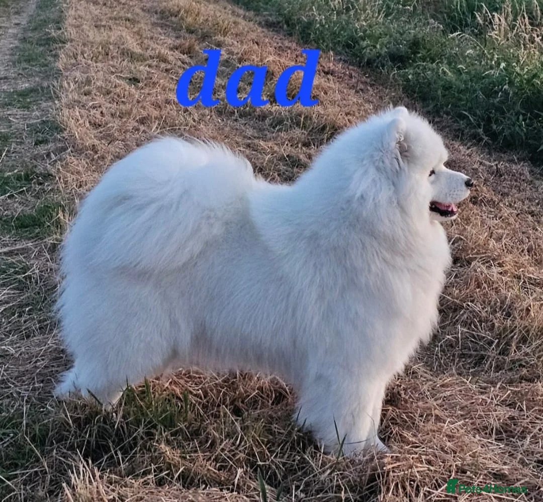 Samoyed dogs for sale: A beautiful little Samoyed girl for sale in Ashbourne - Advert 30