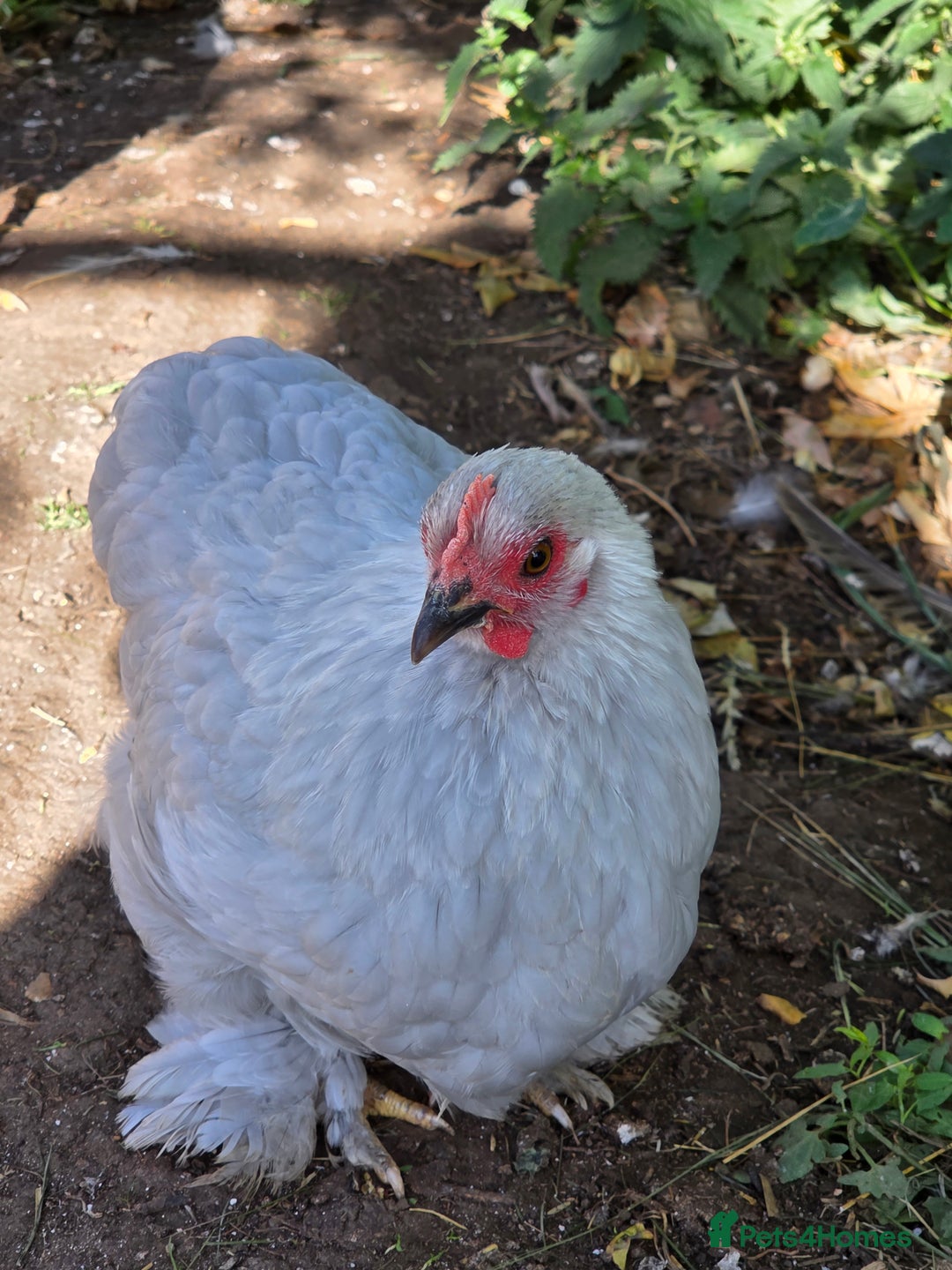 Chickens poultry for sale: Lavender pekin bantams - Advert 3