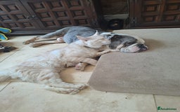 Maine Coon cats for sale:  XL Mainecoon boys. Fun, intelligent, home raised. - Image 1
