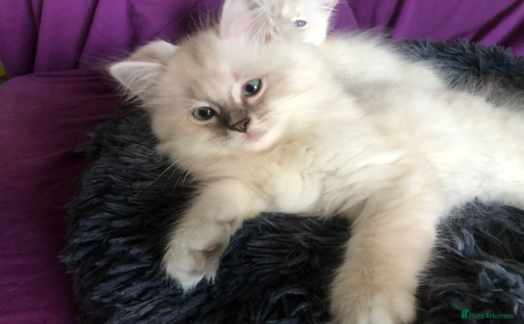 Ragdoll cats - Advert 16