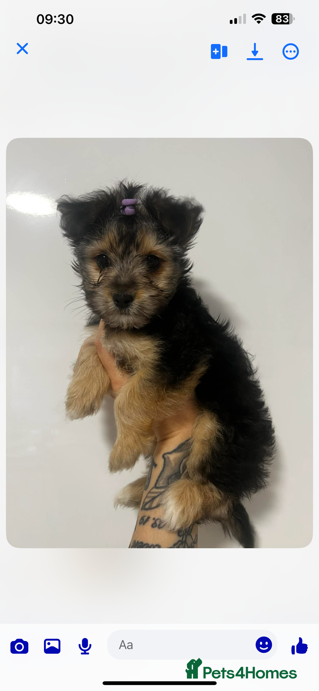Yorkshire Terrier dogs for sale: Small yorkshire terrier puppy - Advert 8