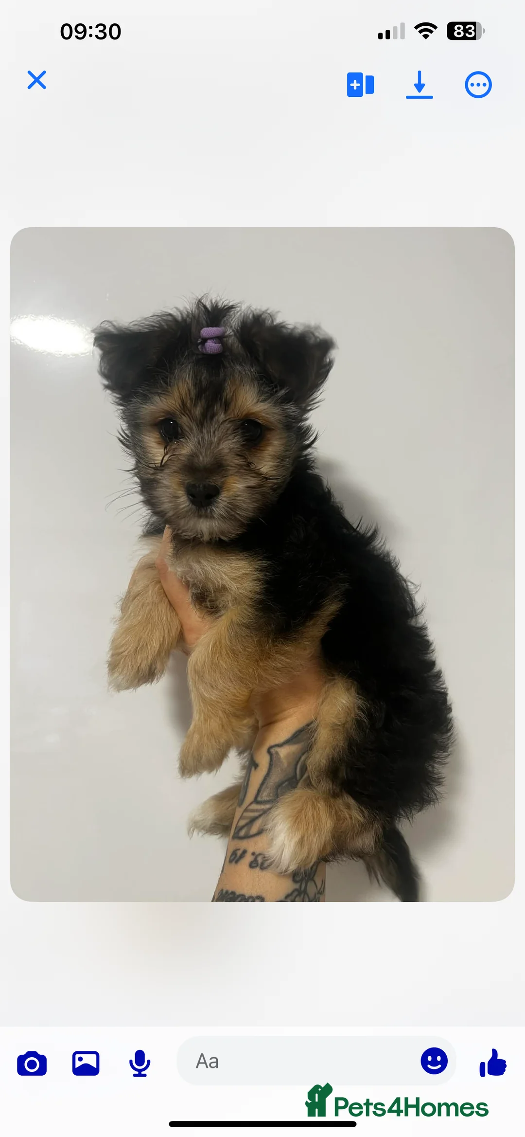 Yorkshire Terrier dogs for sale: Small yorkshire terrier puppy - Advert 8