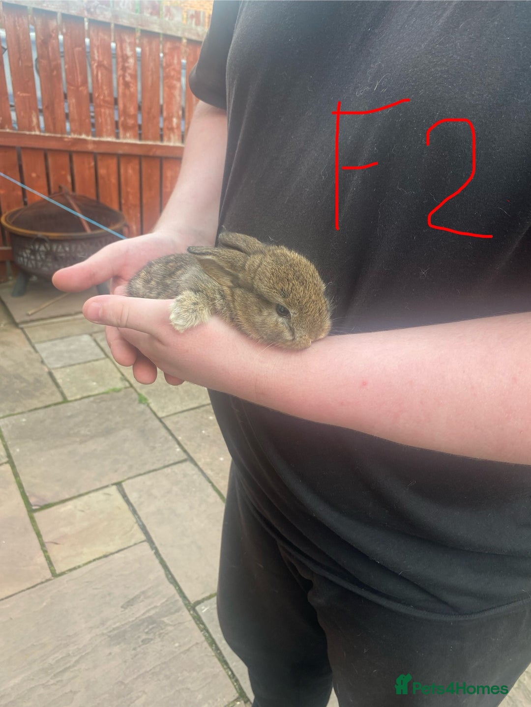 French Lop rabbits for sale: Baby lops in Hexham - Image 3