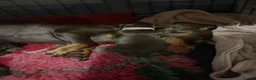 Miniature Dachshund dogs for sale: Miniature dachshund puppies  - Advert 11