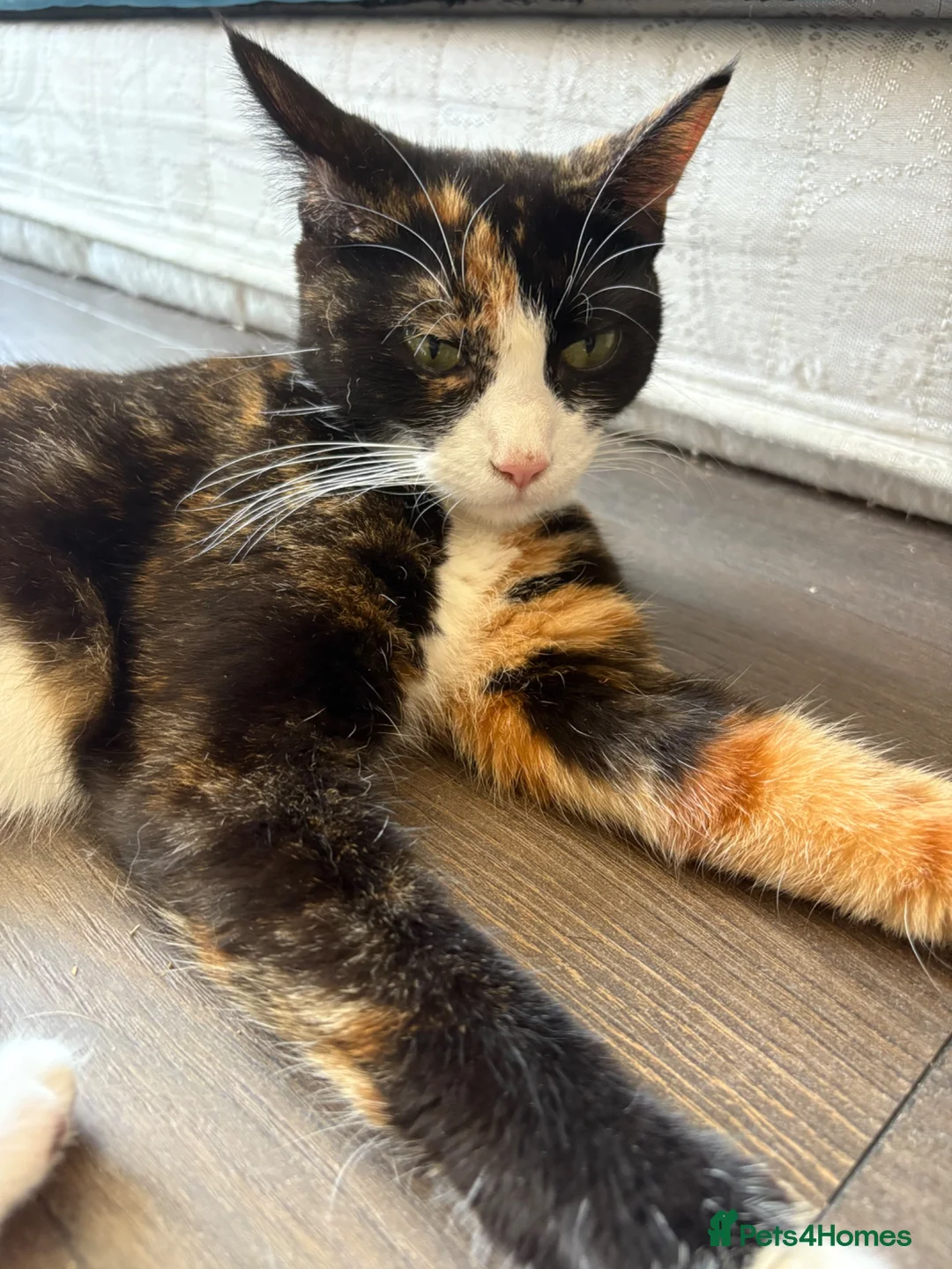 Mixed Breed cats for sale: Last kitten available  in Aldershot - Advert 1