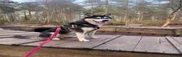 Siberian Husky dogs for stud: Full bread Siberian husky for STUD in Ringwood - Advert 2