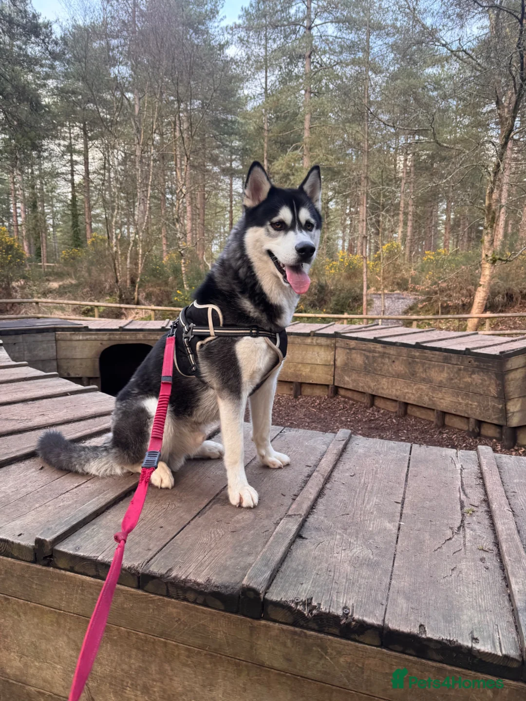 Siberian Husky dogs for stud: Full bread Siberian husky for STUD in Ringwood - Advert 2