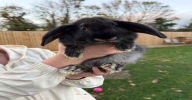 French Lop rabbits - Advert 15