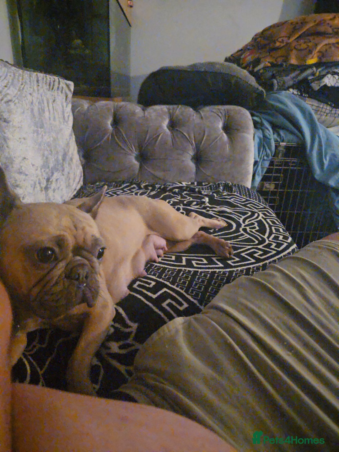 French Bulldog dogs for sale: French bulldog puppies  - Image 8