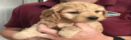 Cockapoo dogs for sale: Quality Healthy Mini Cockapoo Puppies - Advert 5