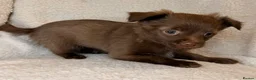 Mixed Breed dogs for sale: Pomeranian x chihuahua pups  - Advert 3