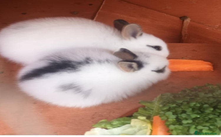 Mixed Breed rabbits - Advert 1