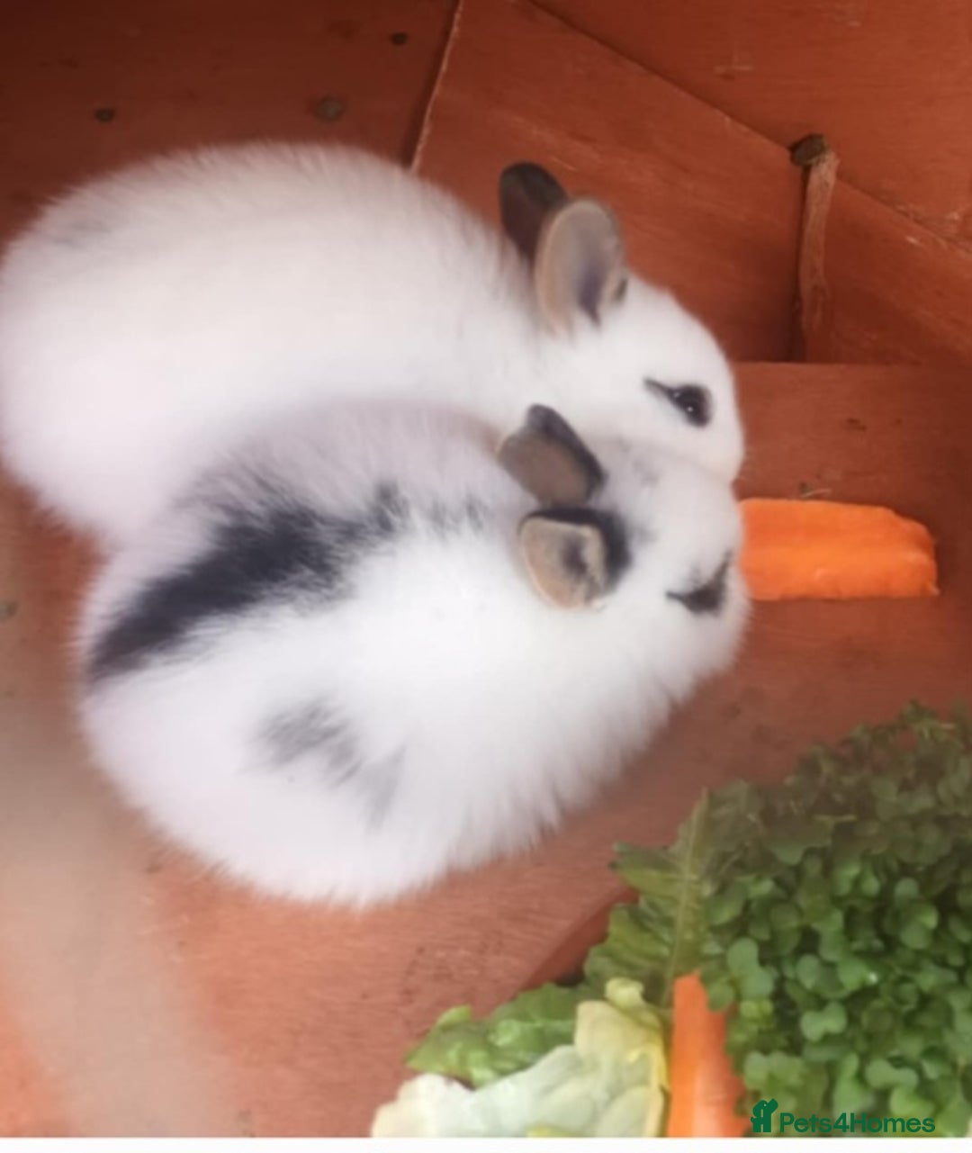 Mixed Breed rabbits for sale: Male and female baby rabbits - Image 1