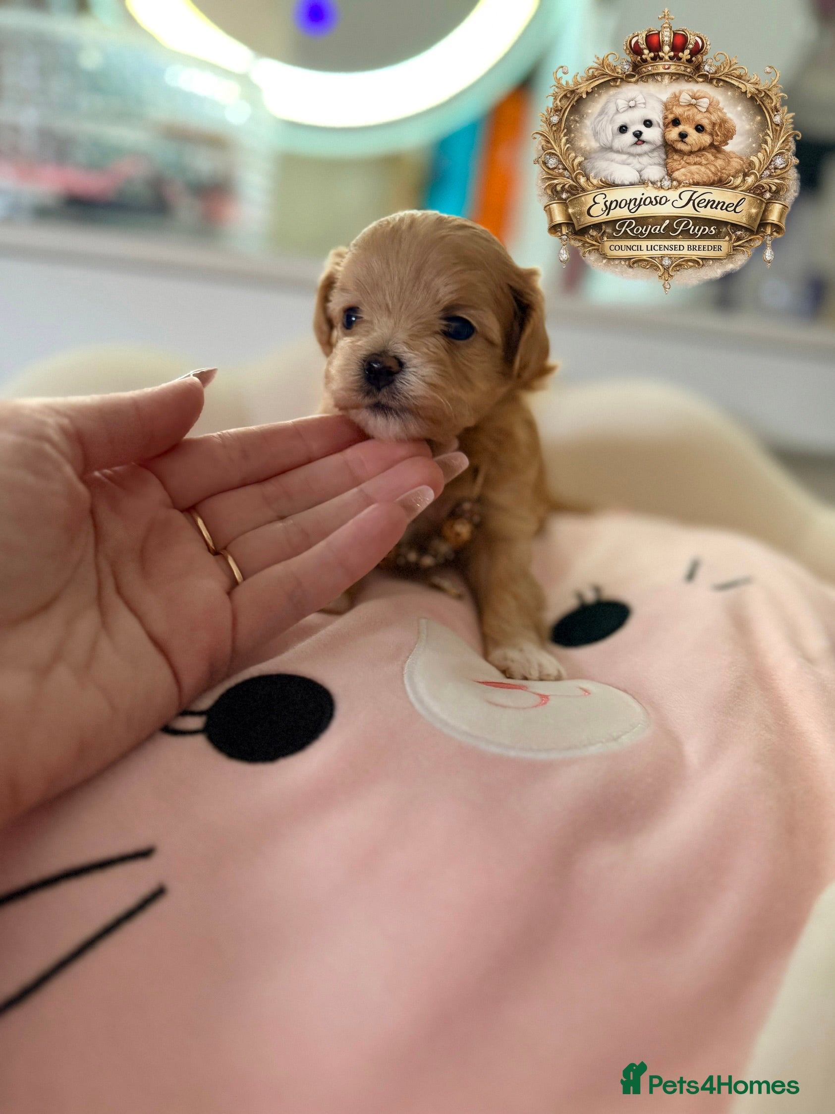 Maltipoo dogs 👑One in a Million F1 tiny Asian Maltipoo👑 - Advert 10