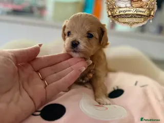 Maltipoo dogs 👑One in a Million F1 tiny Asian Maltipoo👑 - Advert 10