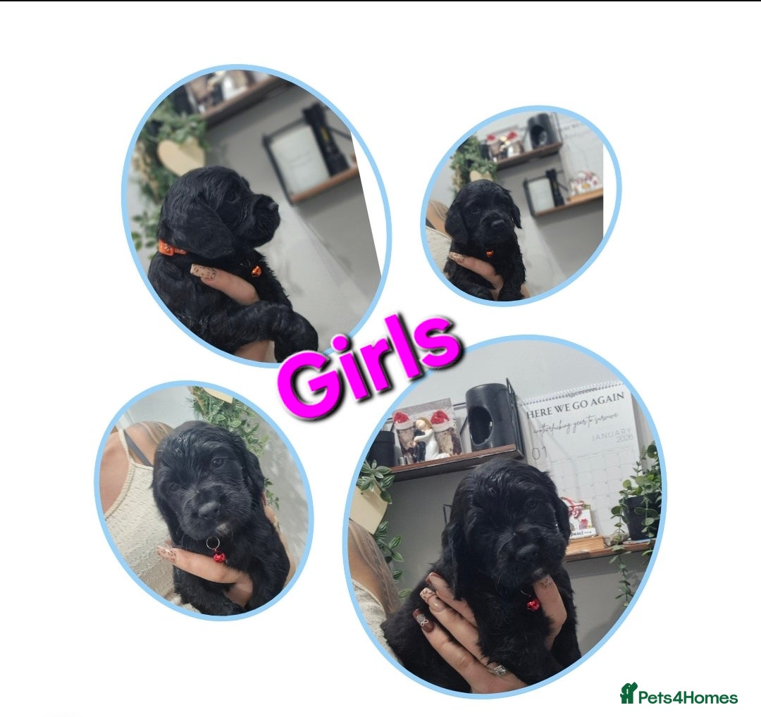 Cocker Spaniel dogs Working cocker pups - Advert 2