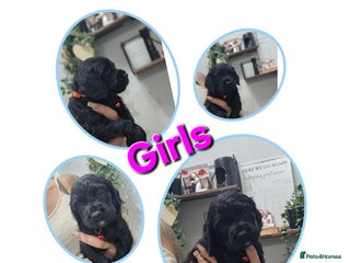 Cocker Spaniel dogs Working cocker pups - Advert 2