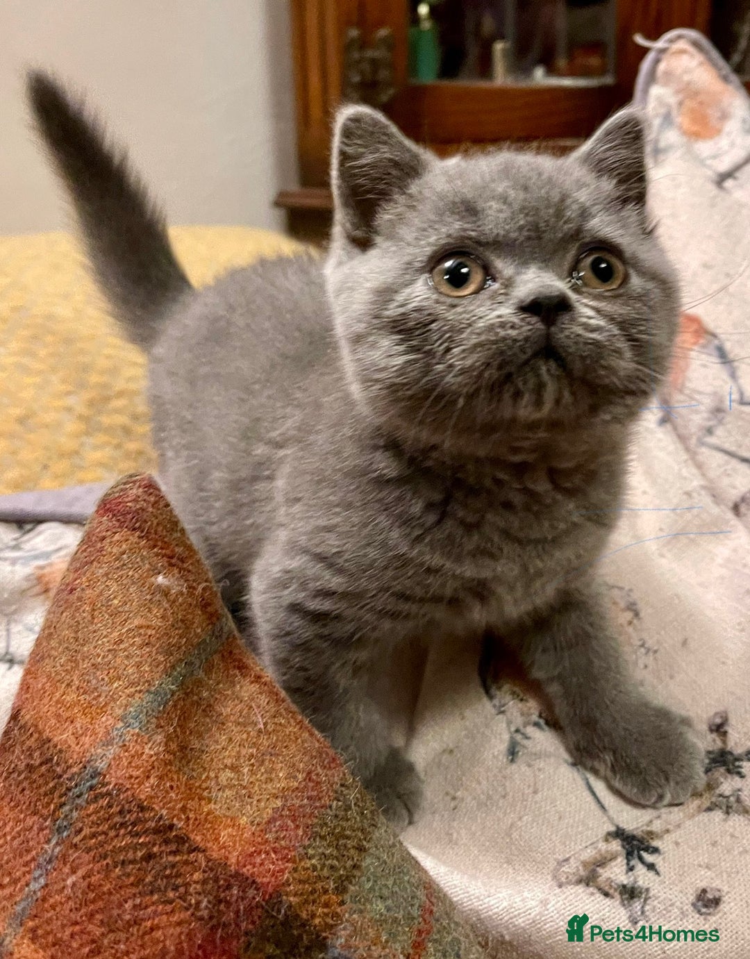 British Shorthair cats for sale: Champion Sired Female BSH - Advert 8