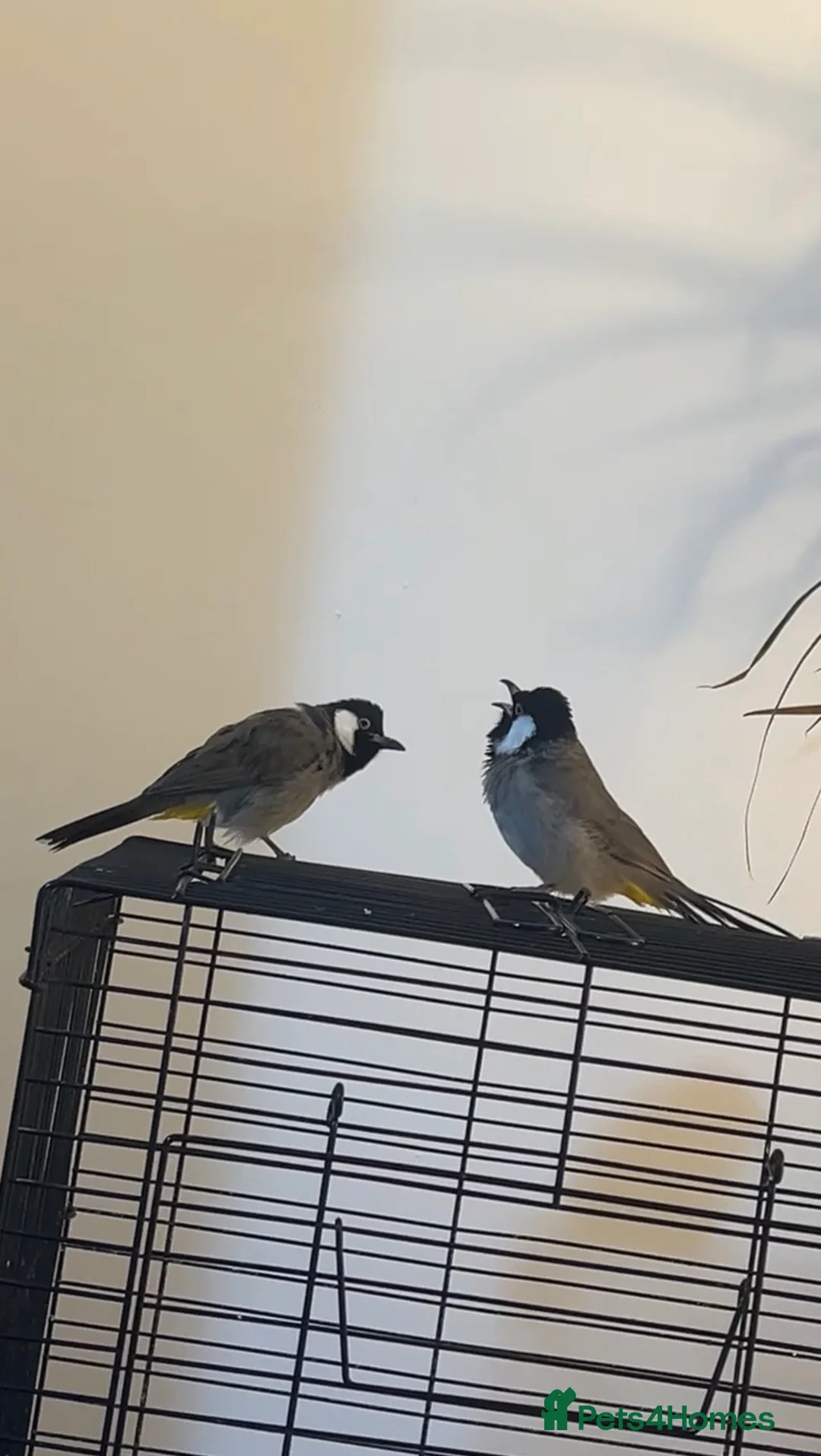 Mixed Breed birds for sale: White ears bulbuls - Advert 1