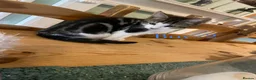 British Shorthair cats for sale: Short/Long Haired Tabby Kittens  - Advert 8