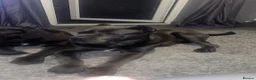 Cane Corso dogs for sale: Big chunky cane corso puppies  in Bristol - Advert 9