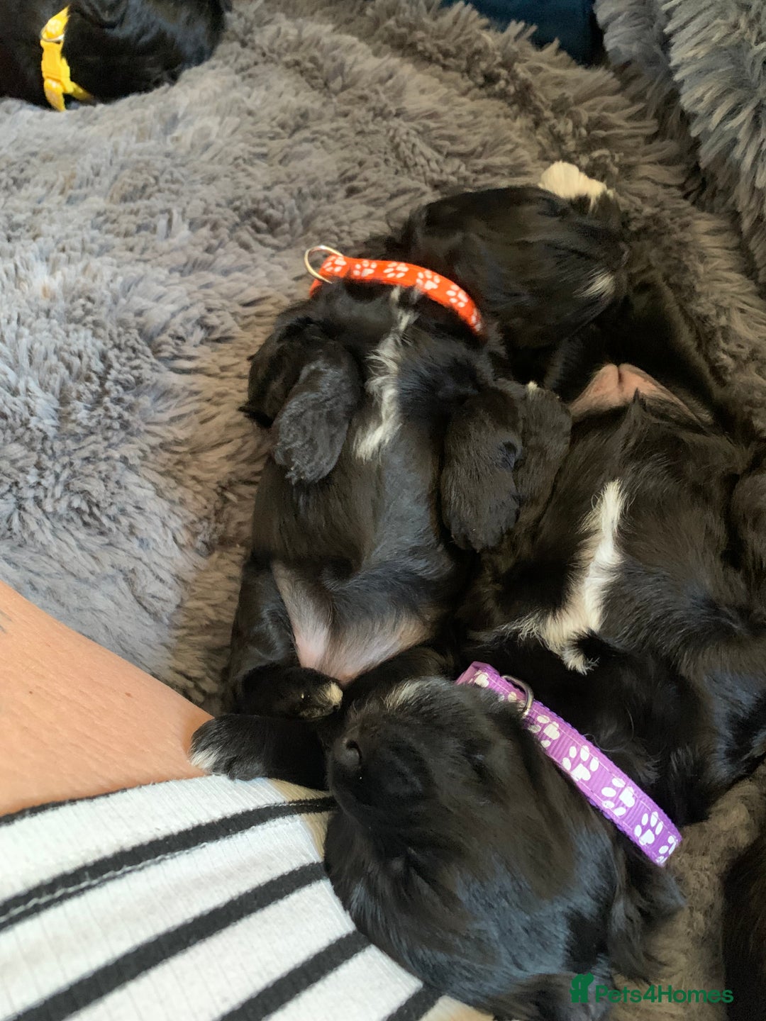 Schnoodle dogs for sale: LAst GIRL REDUCED READY NOW  - Image 18