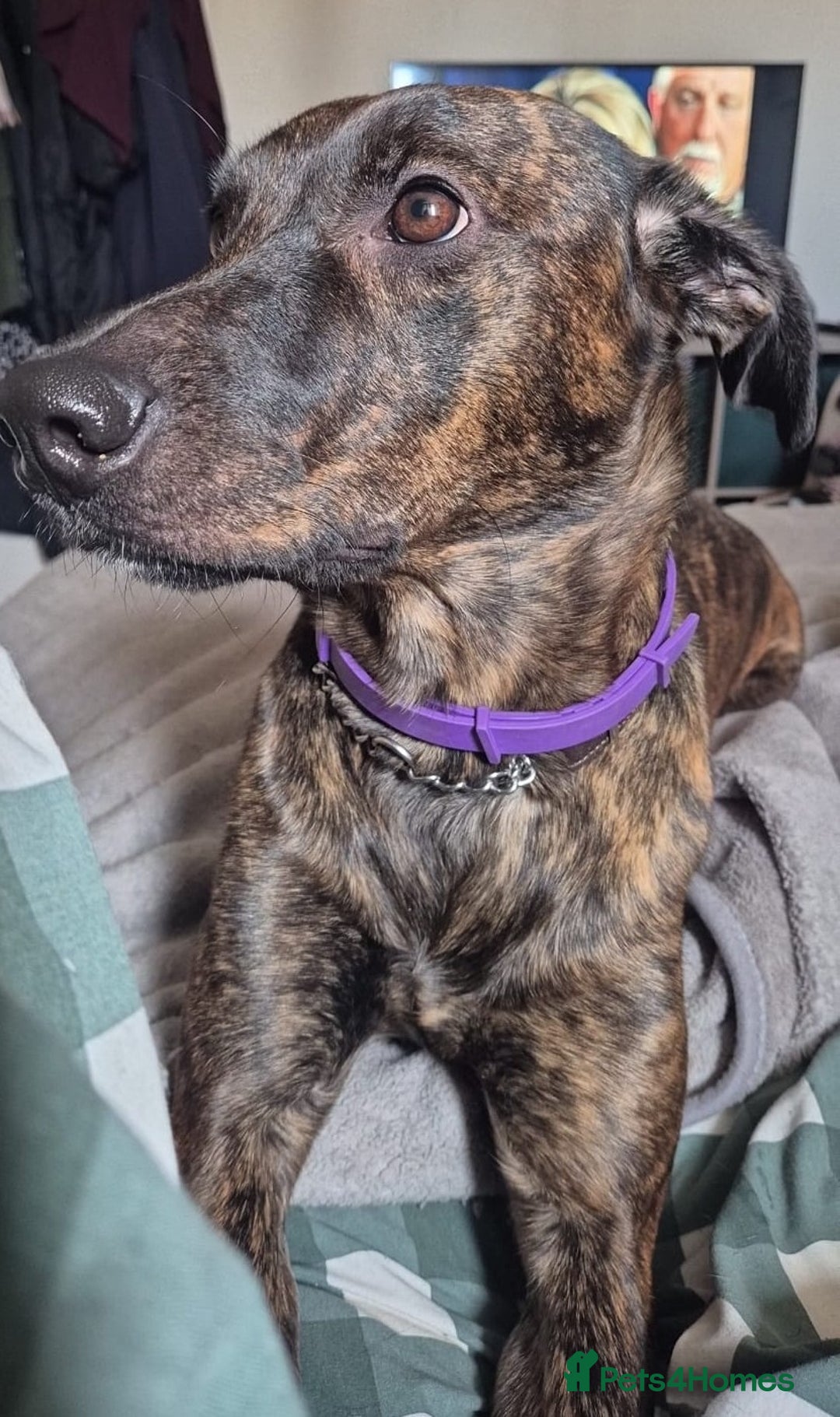Lurcher dogs for sale: Adorable Young Lady called Mabel - Advert 6