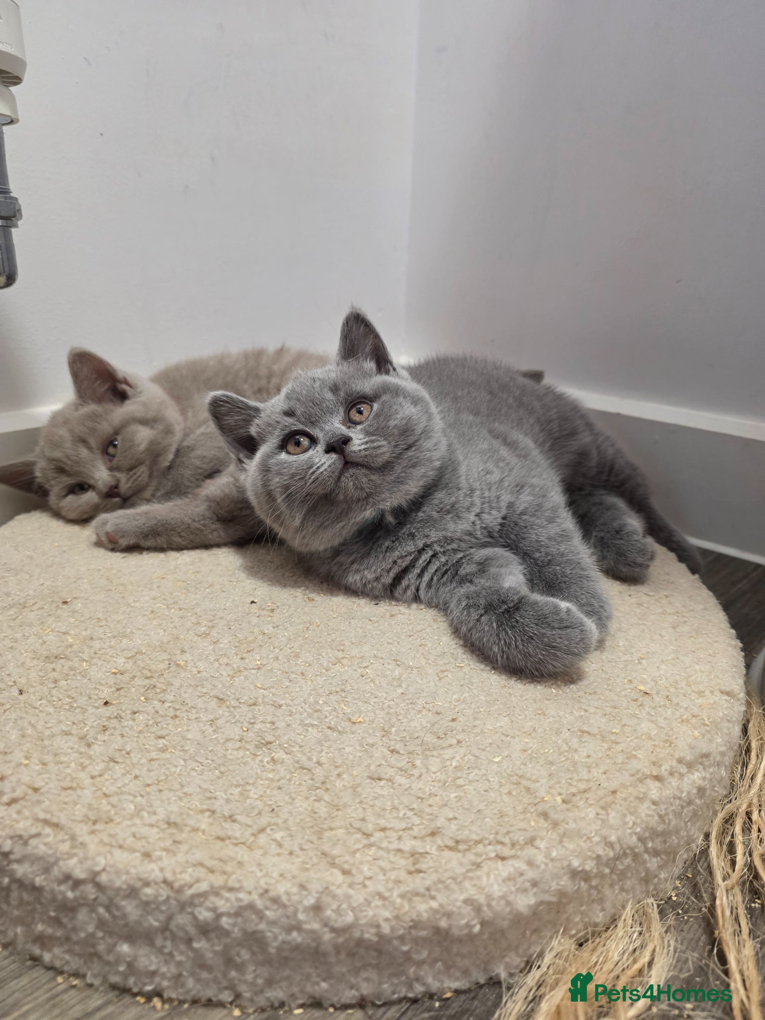 British Shorthair cats BSH kittens  - Advert 3