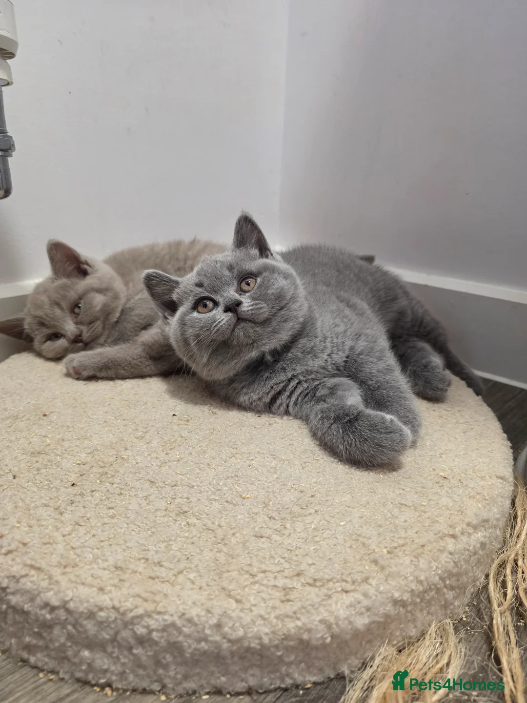 British Shorthair cats for sale: BSH kittens  - Advert 1