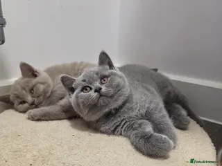 British Shorthair cats BSH kittens - Advert 3