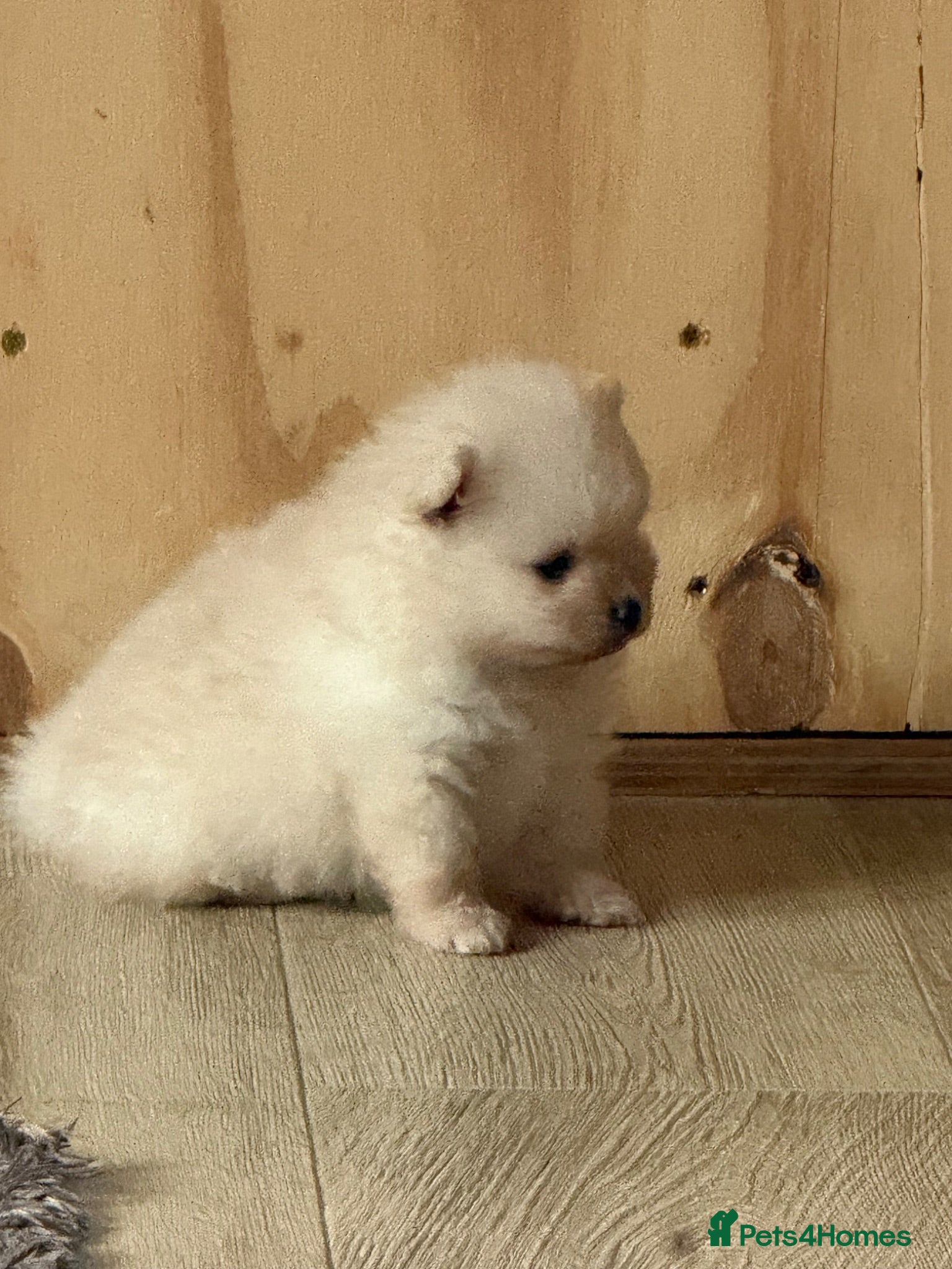 Pomeranian dogs for sale: Stunning White Female Pomeranian Puppy Available - Advert 1