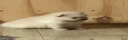 Pomeranian dogs for sale: Stunning White Female Pomeranian Puppy Available - Advert 6