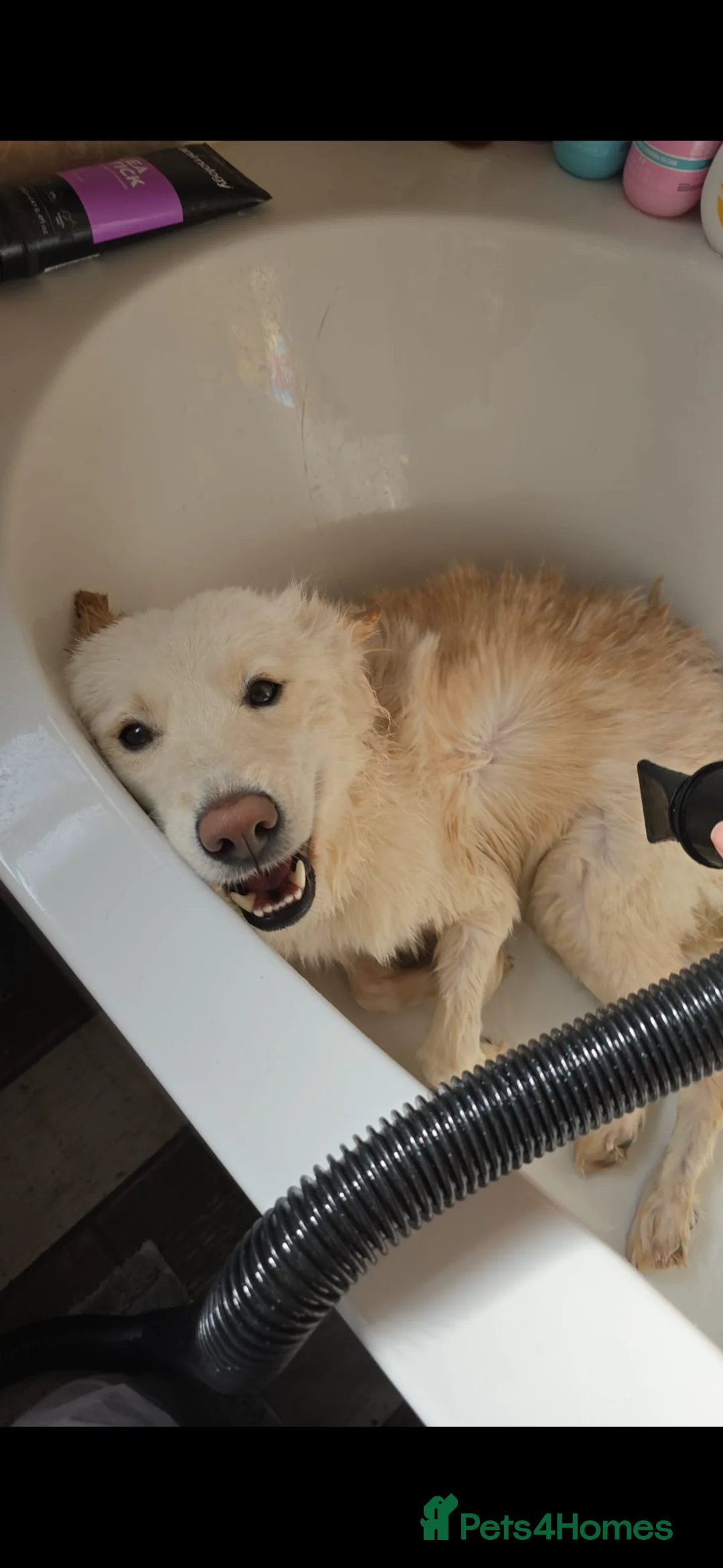 Mixed Breed dogs for sale: Golden Samoyed Girl - Advert 2