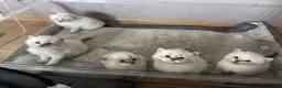 Siberian cats for sale: Champion Line Kitens - Advert 13