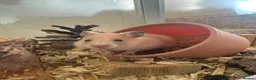 Hamster rodents for sale: Syrian hamster and full set up  - Advert 3