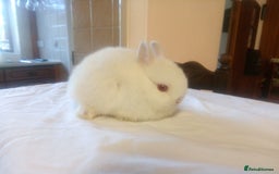 Netherland Dwarf rabbits for sale: Netherland dwarf baby rabbits - Image 3