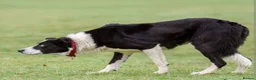 Border Collie dogs for sale: Isds Reg Working BC puppies - Advert 2
