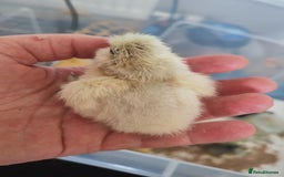 Chickens poultry for sale: USA silkie, jumbo coturnix, celadon quails - Image 8