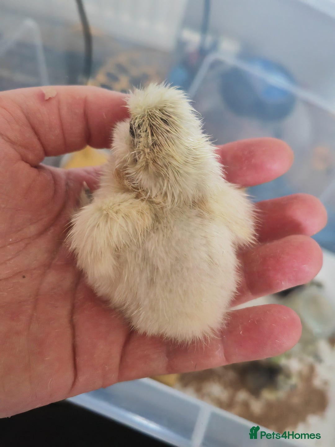Chickens poultry for sale: USA silkie, jumbo coturnix, celadon quails - Image 8